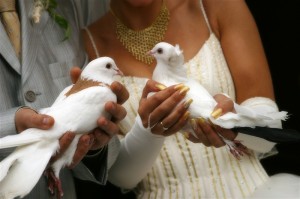 Wedding doves for your Malta Wedding